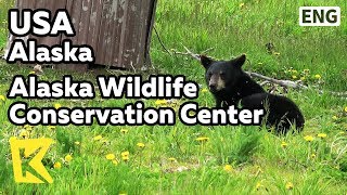 【K】USA Travel-Alaska[미국 여행-알래스카]알래스카 야생동물 보호센터/Alaska Wildlife Conservation Center/Bear/Portage