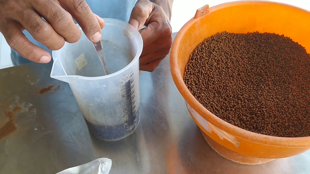 Budidaya lele cepat besar dengan sistem boster