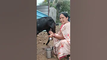 Process For Goat Milking Youtube Sorts 