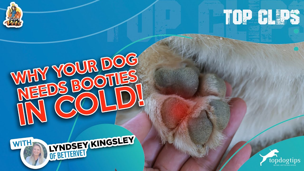 Watch Out Or Your Dog's Paws Will Burn! YouTube