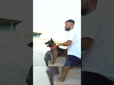 Tek Komutla Adamı PARÇALIYORDU! (Çok Tehlikeli Bir Köpek) #malinois #köpek #shorts