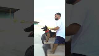 Tek Komutla Adamı PARÇALIYORDU! (Çok Tehlikeli Bir Köpek) #malinois #köpek #shorts