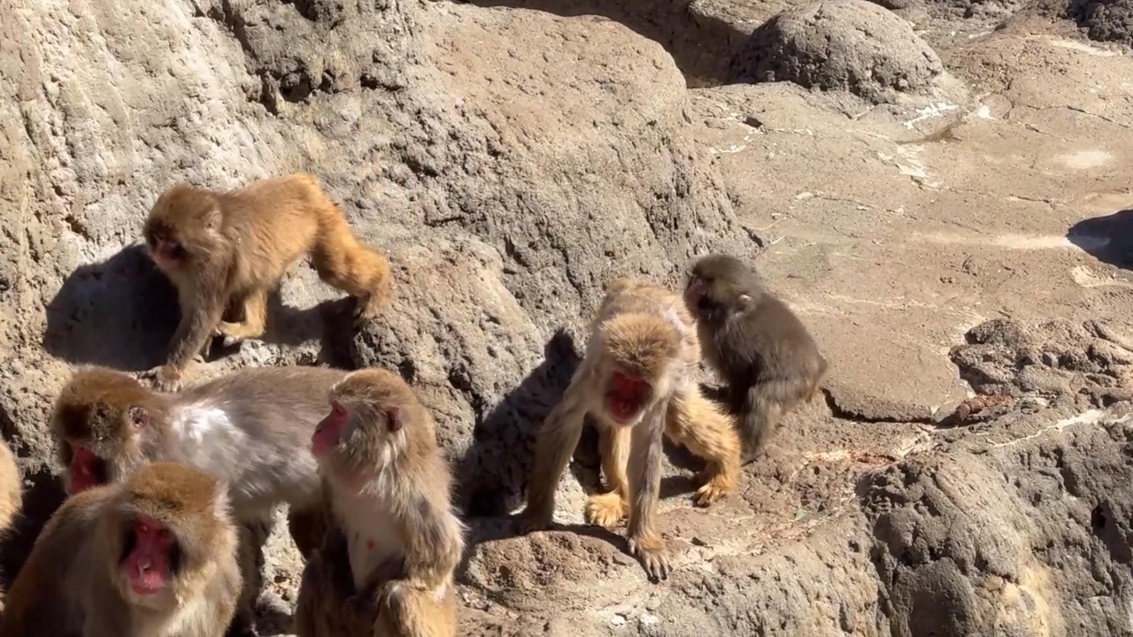 番外編 大行進に頑張って入るパンチくん【番外編】【市川市動植物園】ニホンザル