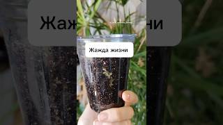 #колерия #калерия #размножениечеренками #размножениеризомами