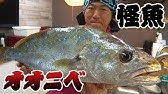 中国で３００万円の値段がつく超高級魚オオニベを拾った Youtube