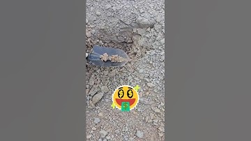 The Most Efficient Way To Find Gold #goldrush #gold #goldmining #treasure