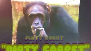 Celebrity Matt Ebert- DIRTY CARPET Net Worth