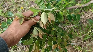 Bài thuốc dân gian chữa trị bong gân sái cơ rất đơn giản - hiếu channel vlog