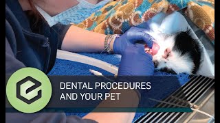 Dental Cleanings For Pets