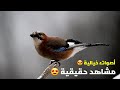 الطيور البرية في فلسطين Wild birds in Palestine