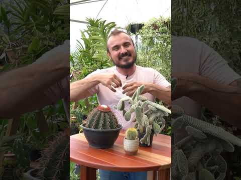 Vídeo: Propagação por ventosa de mamão: como propagar estacas de raiz de mamão
