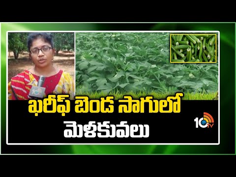 ఖరీఫ్ బెండ సాగులో మెళకువలు | Tips for lady finger cultivation in kharif | Matti Manishi | 10TV - 10TVNEWSTELUGU