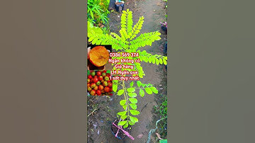 Cây Cóc đỏ Tây Ban Nha | 0386569374 - Ngọc Ngân Bến Tre | Chuyên cây độc lạ