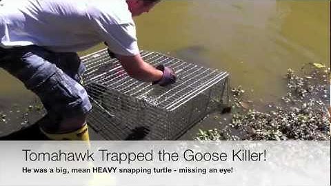 Turtle Trap Review / Killer Snapping Turtle Trapped!