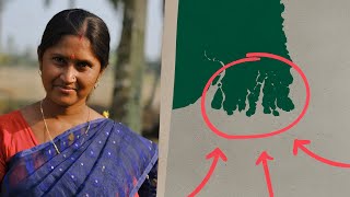 These Trees in India are Breaking Records (we found out why)