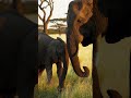 Elephants Call Each Other by Names?! | Amazing Animal Discoveries #Elephants,#AnimalFacts,#Wildlife