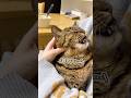 「お仕事に行かないでぇっ」と、天使のような声で必死にママを引き止める猫