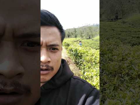JANGAN MESUM DI KEBUN TEH...#shorts #kebunteh #puncakbogor #puncakkomedi