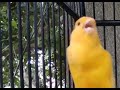 canary singing birds sounds at its best melodies canary bird song