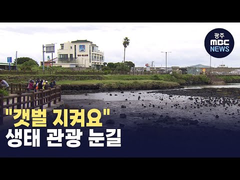 [<strong>제주</strong>] &amp;quot;갯벌 지켜요&amp;quot; 생태 <strong>관광</strong> 눈길(뉴스투데이 2024.10.07 광주MBC)