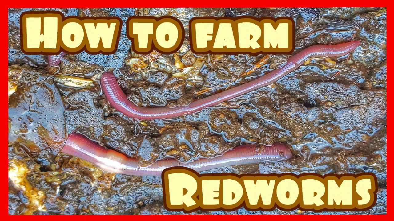 Worm Farming 101 YouTube