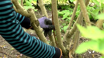 Pruning spring flowering shrubs