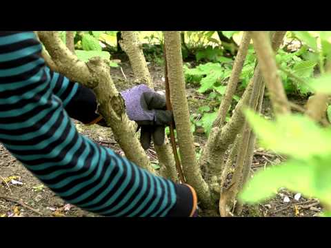 Pruning spring flowering shrubs