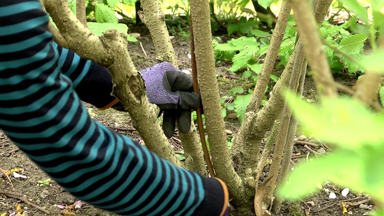 Pruning spring flowering shrubs - YouTube