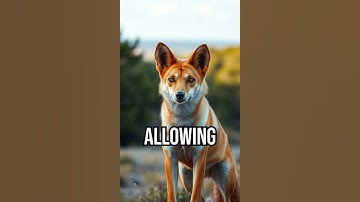 How dingoes restored balance. #ecosystem #keystonespecies #history