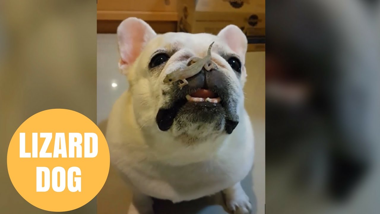 Hilarious video of bulldog trying not to sneeze with lizard on his nose