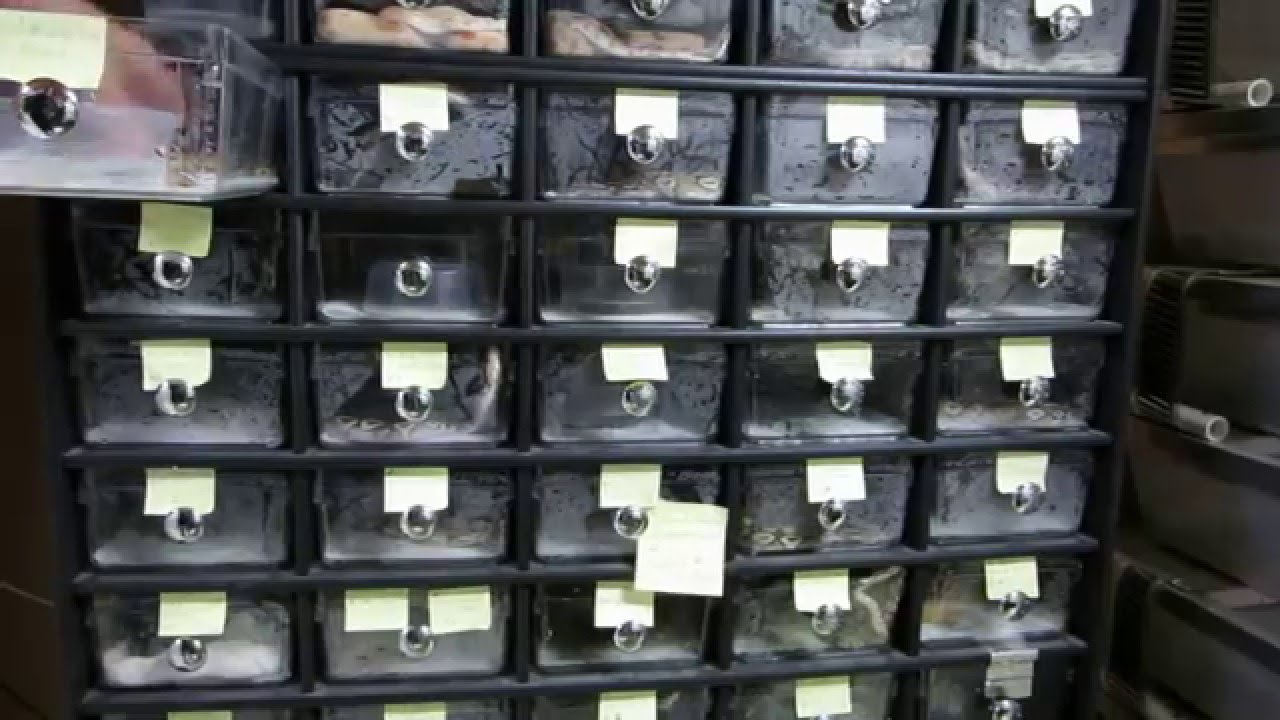 rat snakes in alabama Brian Gundy Talks About Isolating The Gold Blush Gene Trait