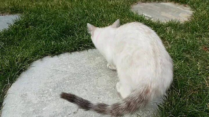 Watch the video about Snow bengal baby