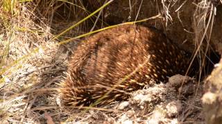 Tourist scaring shy Echidna!