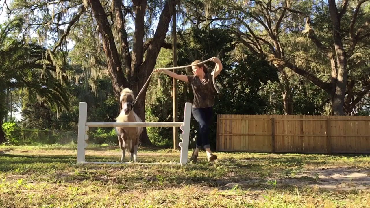 Miniature Horse Jumping