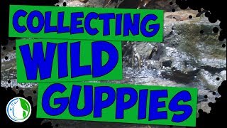 CATCHING LOCAL NATIVE AND WILD GUPPIES  Collecting For You!!!