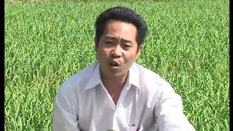 Tỏi Phan Rang - Ninh Thuận - Việt Nam