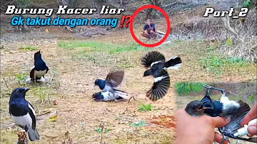 seribu 1 ekor burung Kacer kayak gini di alam liar_baru dapat Uda rajin bunyik//mikat burung Kacer