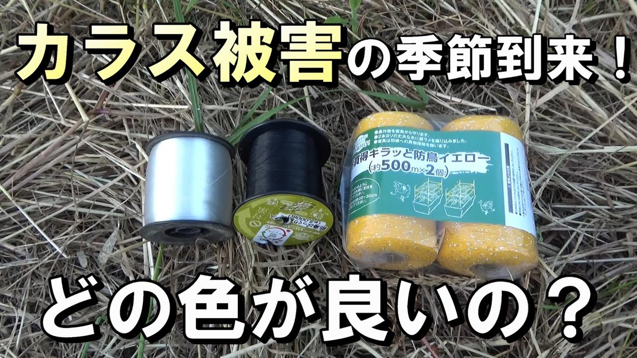 カラス 嫌い な 色