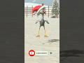son of rooster funny dance.