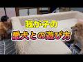息子はトトを犬と思っていないのでしょうね♪