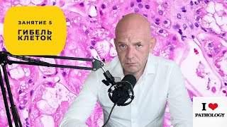 картинка: Гибель клеток (некроз, апоптоз) - краткий обзор занятия №5