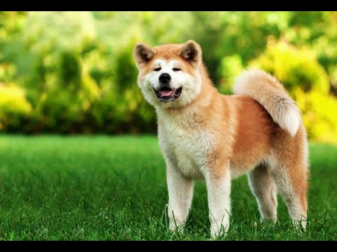 Video: Akita Köpek Irkı Hipoalerjenik, Sağlık Ve Ömrü