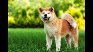 Sıradışı Bir Köpek Akita