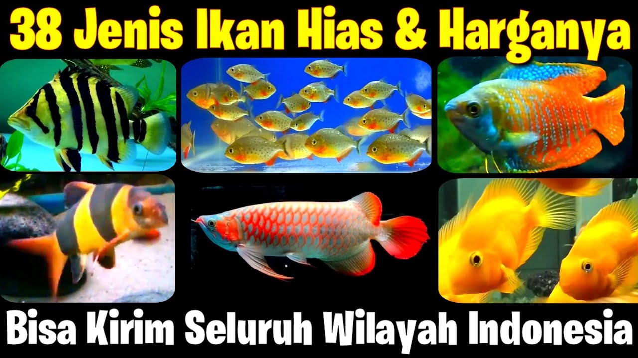 38 Jenis Ikan Hias & Harganya – SEMUA ADA DISINI — Transcript