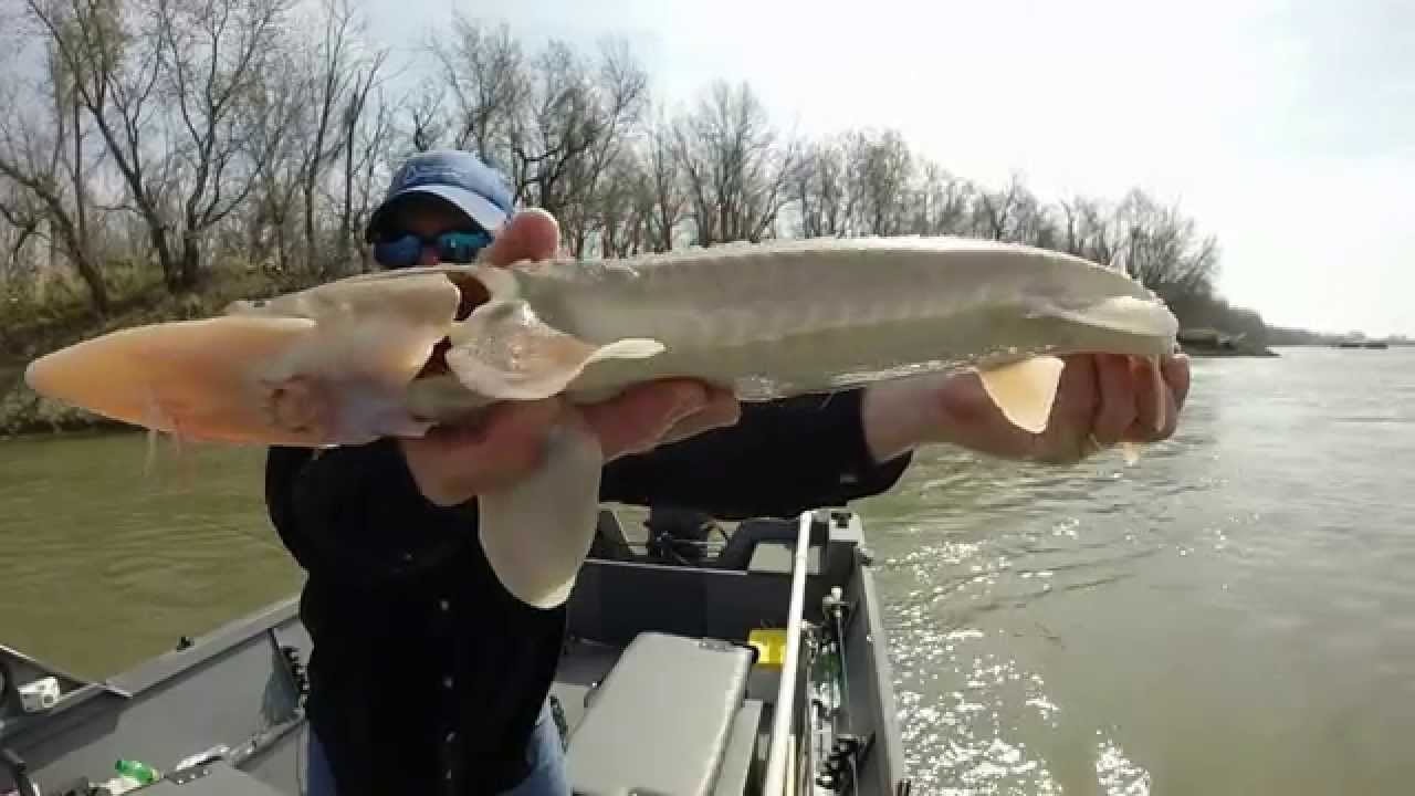 Shovelnose Sturgeon MO River KCMO USA xx YouTube