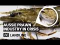 White spot disease is crippling Australia's prawn industry - and imports are to blame | Landline