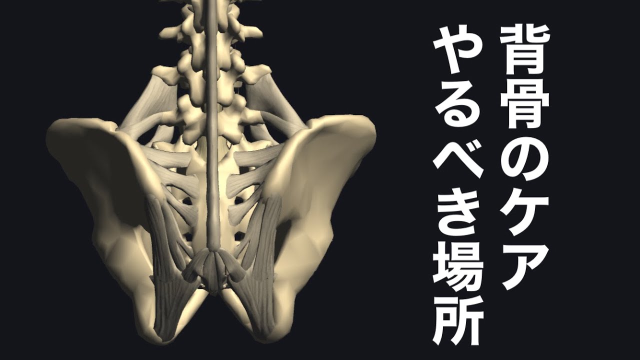 仙骨場所写真: 仙骨と臀部の違い – THVXV