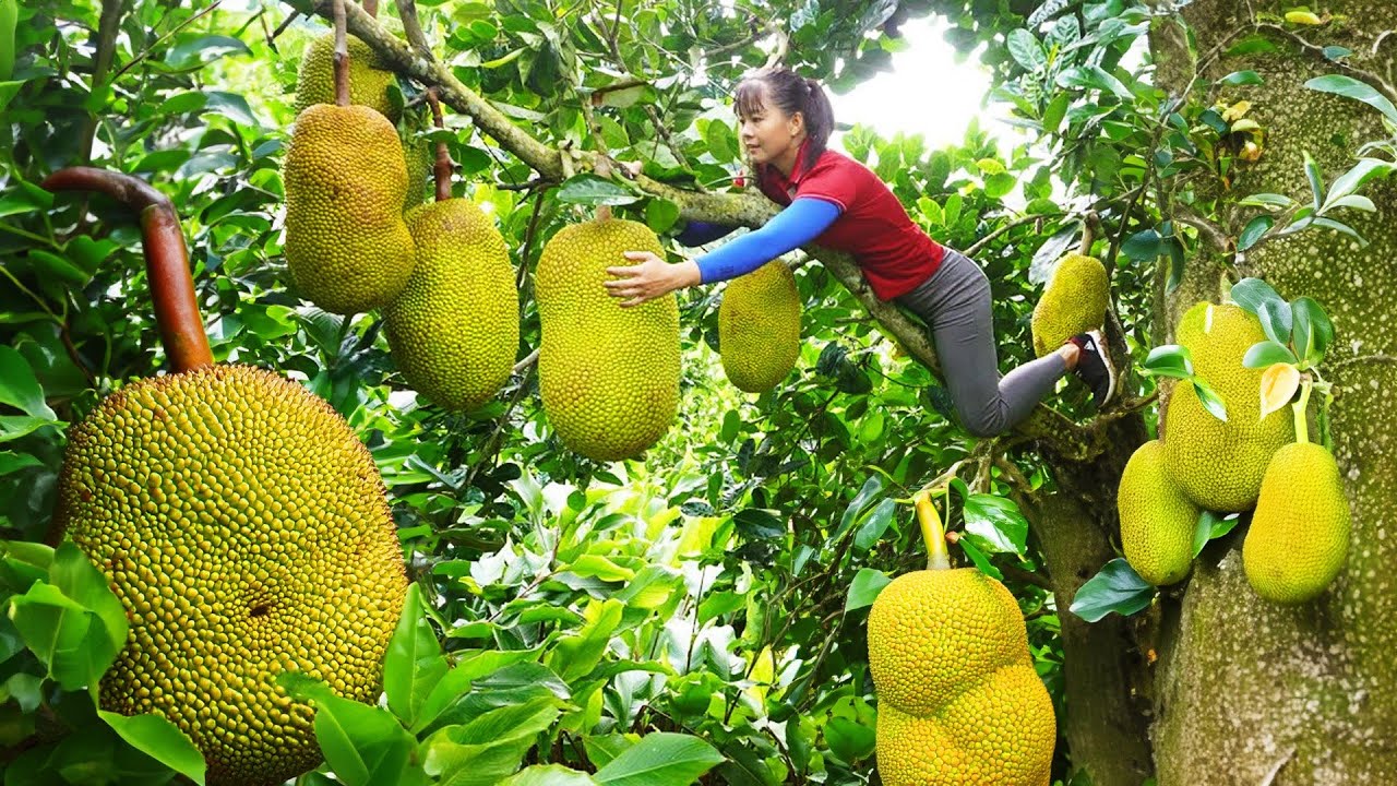 Harvest Giant Ripe Jack fruit goes to market sell, Cook jackfruit sticky rice | New Free Bushcraft