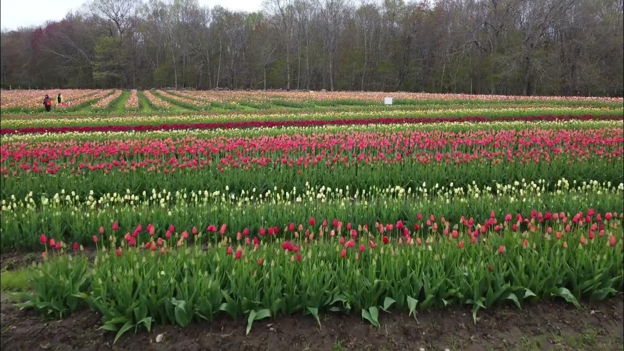 2021 Wicked Tulips Preston Connecticut drone video YouTube
