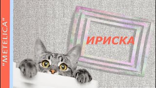 Ириска. Зарисовка о котенке. Toffee. A sketch about a kitten.